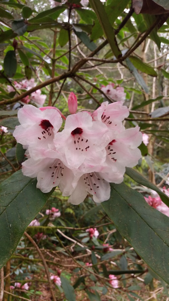 R. glischrum ssp. rude